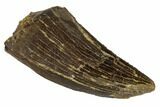 Serrated, Tyrannosaur Tooth - Montana #114015-1